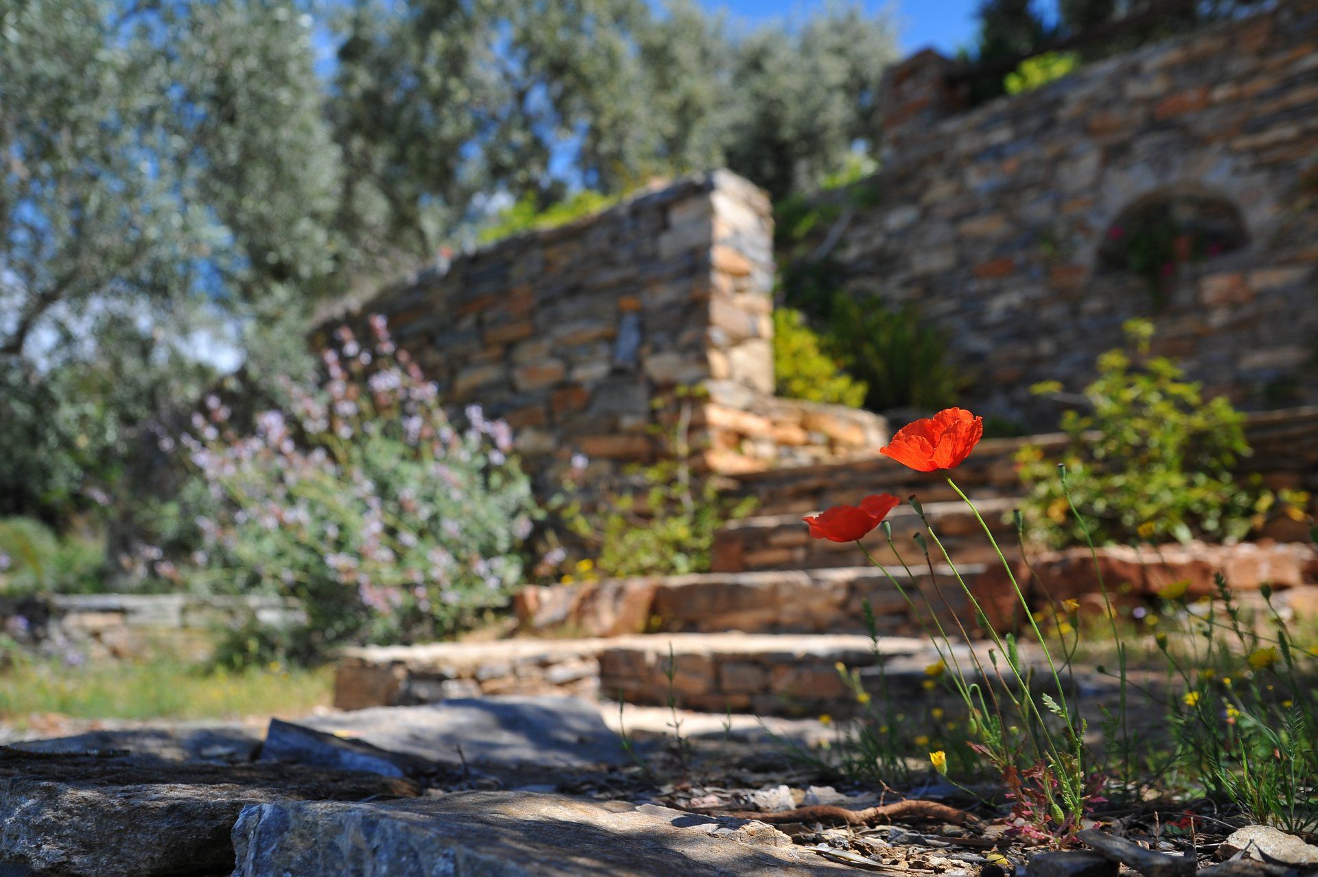 About Greenside Landscaping
